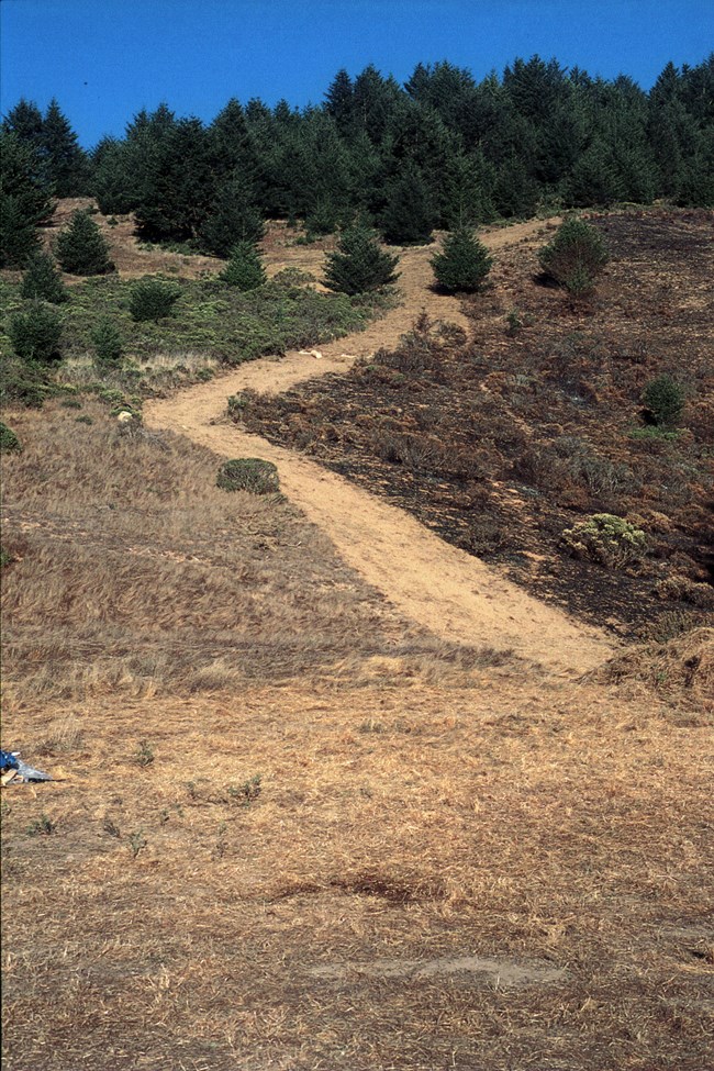 A bulldozer scar descending a hill after it has been covered with curlex.