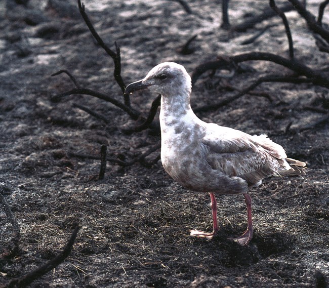 A juvenile gray-feathered gull stands on ash-covered ground among burnt vegetation.