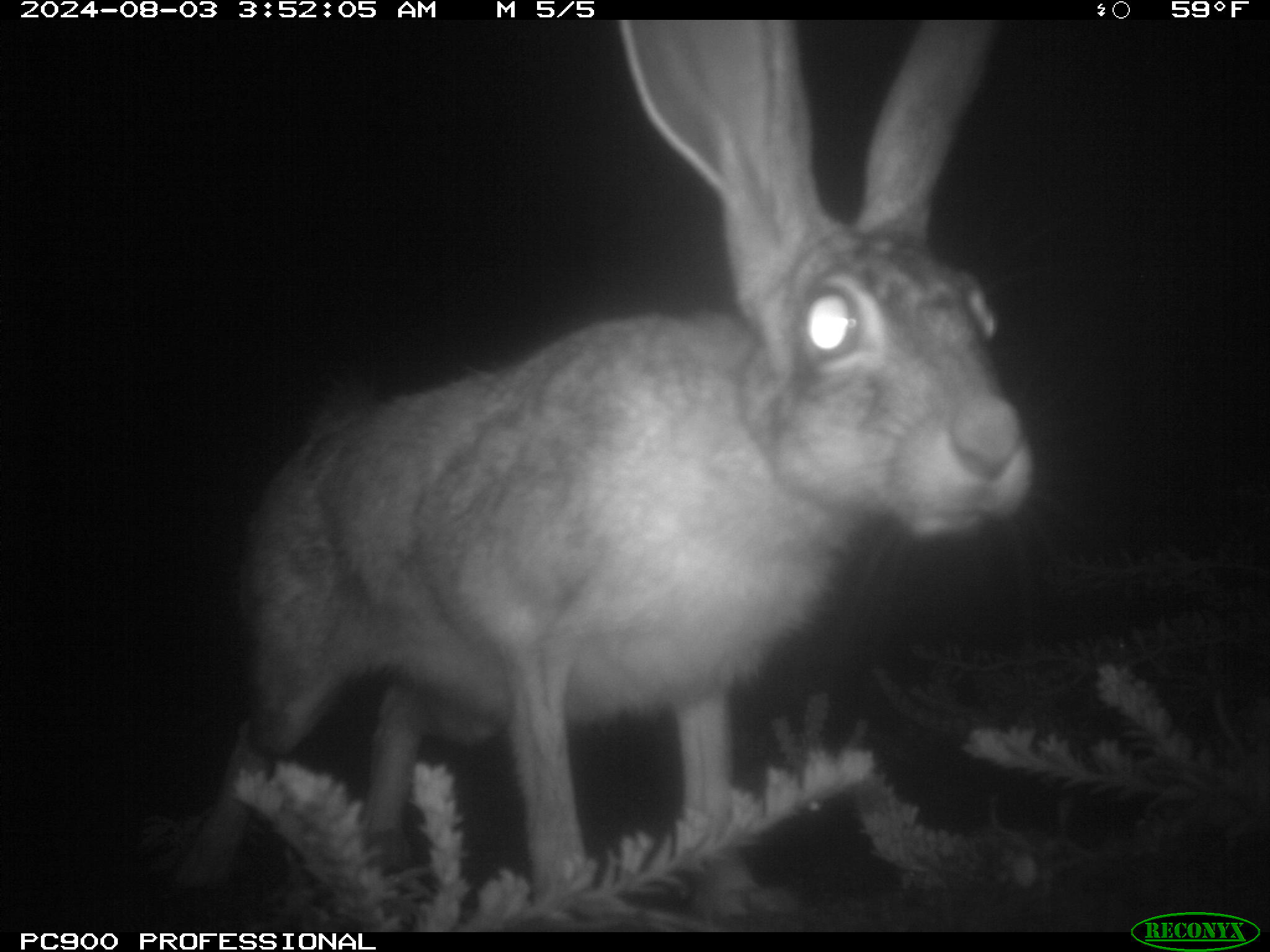 A black and white infrared photo taken at night of a large-eared rabbit.