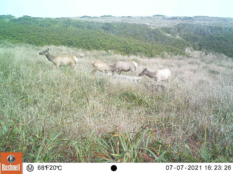 Four elk congregate at a gray, plastic water trough surrounded by tall grass.