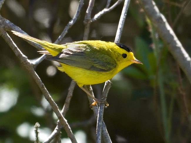 A small songbird with greenish feathers above, yellow feathers below, and a black crown patch.