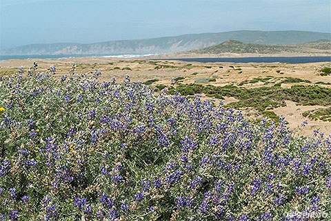 Purple bush lupine in the foreground with restored sand dunes in the distance.