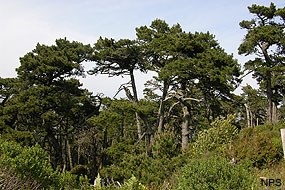 A few pine trees with wind-blown branches rise above shorter vegetation.