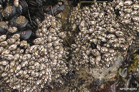 White, elongated barnacles grow on a rock among mussels and algae in an intertidal zone.