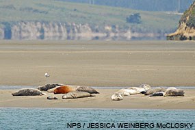 Twelve small, gray-colored harbor seals lie on a sand bar beyond a shallow body of water visible in the foreground.