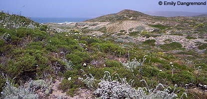 diverse coastal dune habitat at Abbotts Lagoon