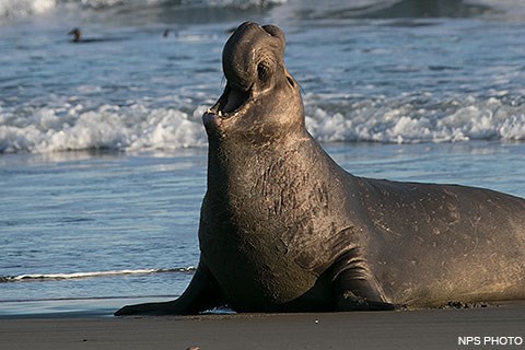 A bull elephant seal on a sandy beach rears back its head as it trumpets a challenge as waves break in the background.