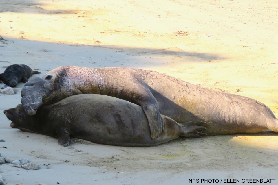 A large adult male elephant seal lies alongside a smaller adult female with his left front flipper draped over her body and his head on top of her neck.