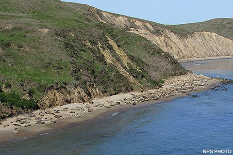 Dozens of elephant seals hauled out at the water's edge on a sandy beach at the base of some vegetated bluffs.