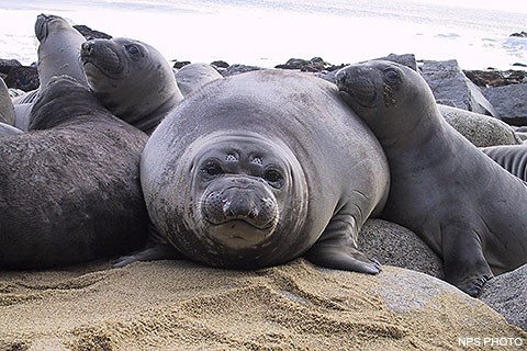 Several young elephant seals on a beach, with one of the seals looking directly at the camera.