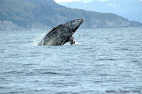 Ventral view of a gray whale breaching and angled to the right with rugged hills and cliffs in the background. Photo by Merrill Gosho/NOAA.