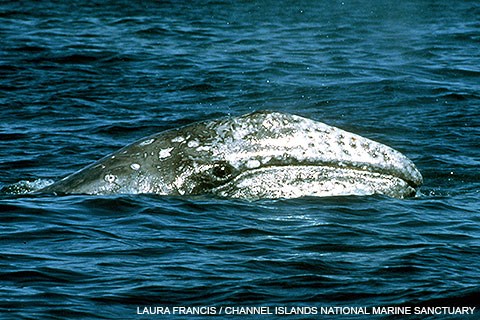 The head of a juvenile gray whale partially visible above the water as it surfaces to breathe. The head in front of the eye is mostly white with gray spots, with the skin behind the head mostly gray.