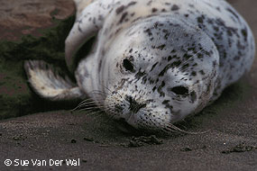 Harbor seal pup. © Sue Van Der Wal.
