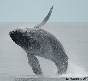 A humpback whale spreads its pectoral fins and arches to its side as it leaps out of the ocean.