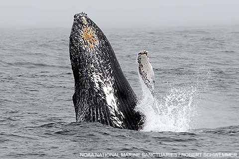 A humpback whale begins to breach from the surface of the ocean.