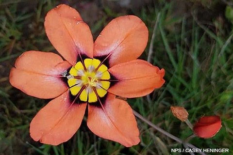 A medium-sized, six-petaled orange flower with a yellow center.