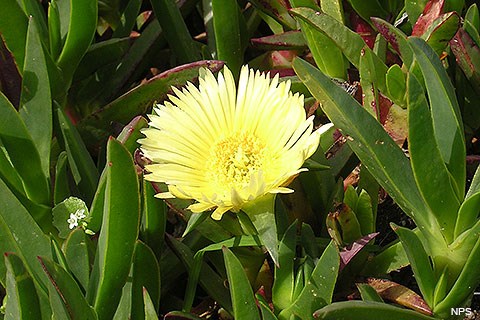 A large yellow composite flower surrounded by large, succulent-like leaves.