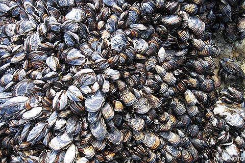 Dozens of black-colored mussels, some with rusty-colored striping, cling to exposed rocks in an intertidal zone.
