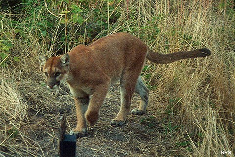 A large tawny cat with a long tail walks on a path bordered by grass and shrubs.