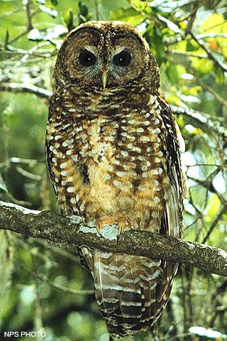 A brown owl with white spots perched on a branch.