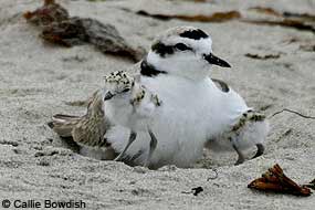 Male snowy plover and two hatchlings. © Callie Bowdish.