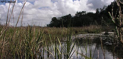 Salt marsh habitat