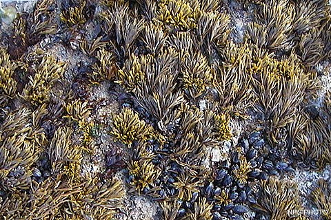 Small tufted brown alga with olive green fronds grows on intertidal rocks among mussels.