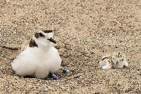 A female snowy plover on the left with a snowy plover chick on the right.