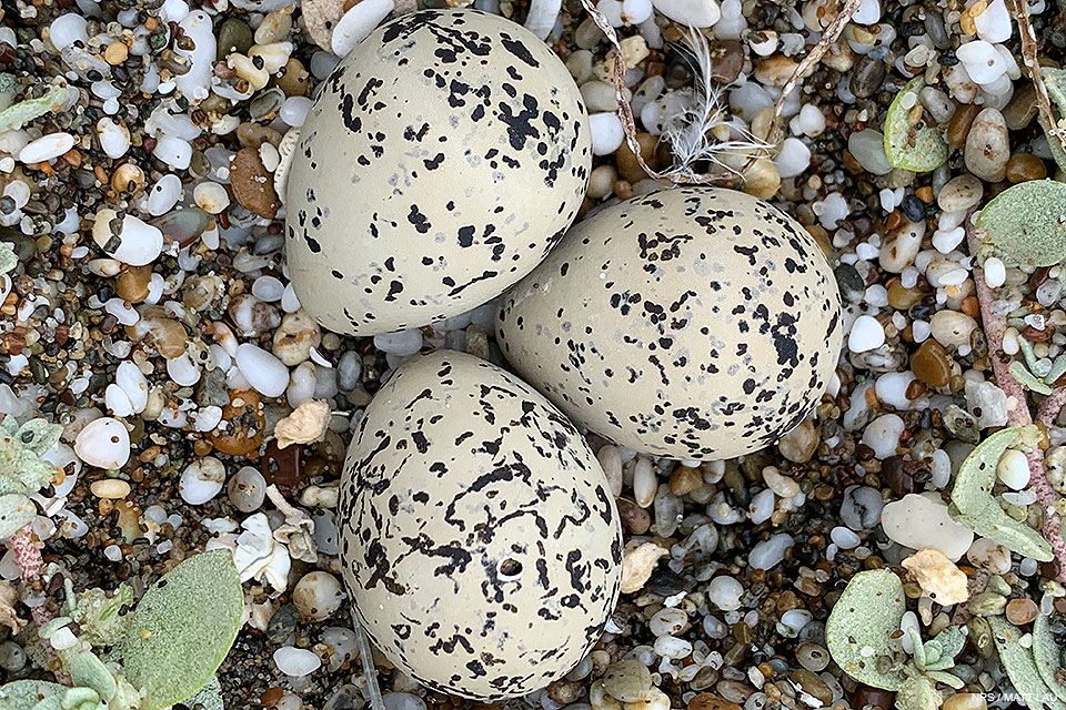 A close-up photo of three small black-speckled, beige-colored eggs sitting on sand.