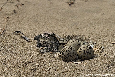 Three dappled sand-colored eggs sitting in a depression in the sand surrounded by miscellaneous debris.