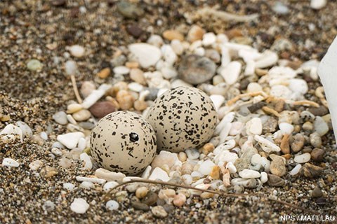 Two dappled sand-colored eggs with a tiny beak poking through a small hole in one of the eggs.