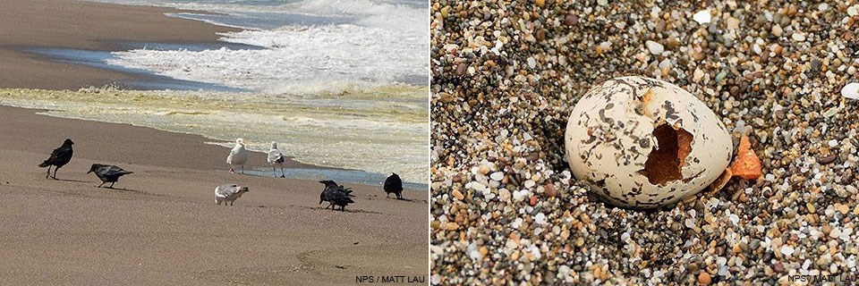 Left: Ravens and gulls on a beach near the surf line. Right: A depredated snowy plover egg with a hole in the shell.