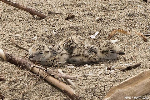 Three newly hatched snowy plover chicks lying in a sandy nest.