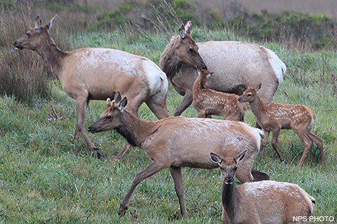 Three female elk with two spotted elk calves and a male with stubby antlers.