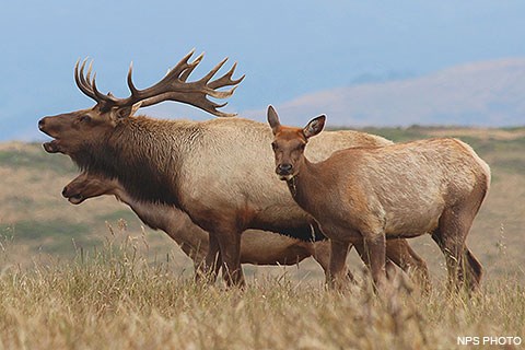 Bull tule elk bugling alongside a couple female elk.