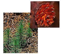 Two photos: one of an open pine cone and one of a newly sprouted pine seedling.