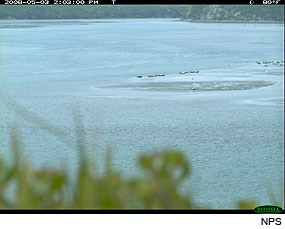 Harbor Seals in Drakes Estero on May 3, 2008. Photo taken by a Wildlife Monitoring Camera.