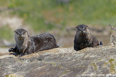 Two wet, brown-colored river otters stand on a rock.