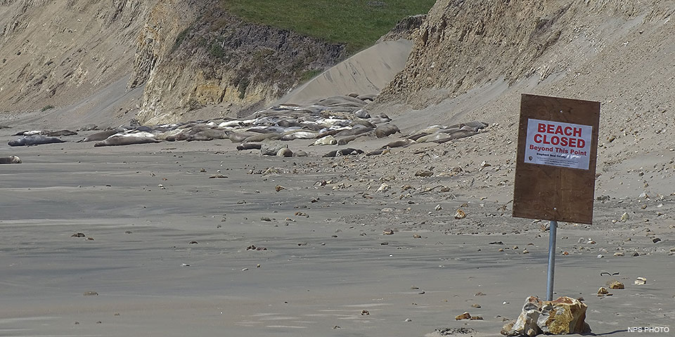 Dozens of elephant seals lie on a sandy beach at the base of sand-colored bluffs beyond a sign that reads "Beach Closed Beyond this Point."