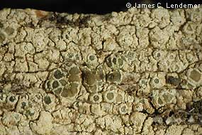 New Species of Lichen: Lecanora simeonensis