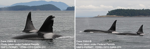 Two pictures of orcas: T125A & T127 (left) and T128 & T125 (right). Photos taken at Boundary Pass north of the San Juan Islands, Washington. © Dave Ellifrit. Photos taken under Federal Permits NMFS PERMIT: 15569 / DFO SARA 272.