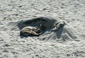 Bobcat sleeping next to seal carcass.