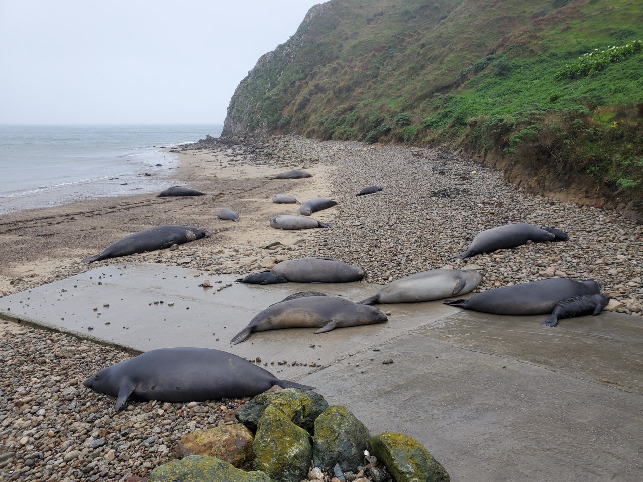 Several elephant seals of varying sizes lay amongst the sand and rock of a beachy cove on a gray day.
