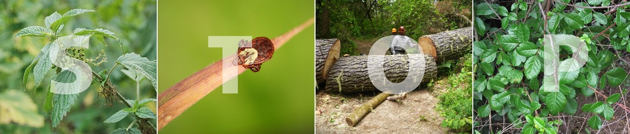 Banner of four photos of: stinging nettle, a tick, a large downed tree, and poison oak.