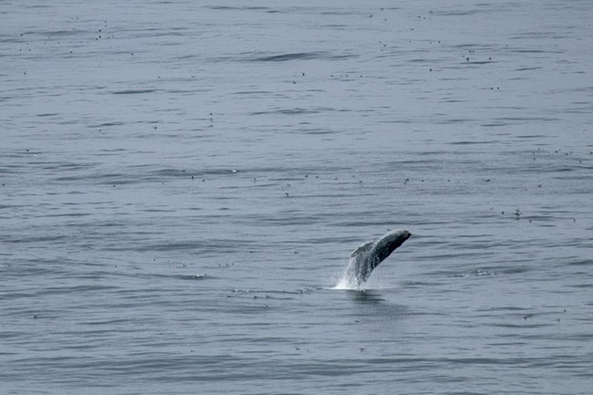 A humpback whale is mostly out of the water, falling backwards.