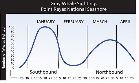 Graph depicting the number of gray whale sightings at Point Reyes National Seashore through the winter and early spring months. Highest numbers of whales are sighted in January and late March/early April.