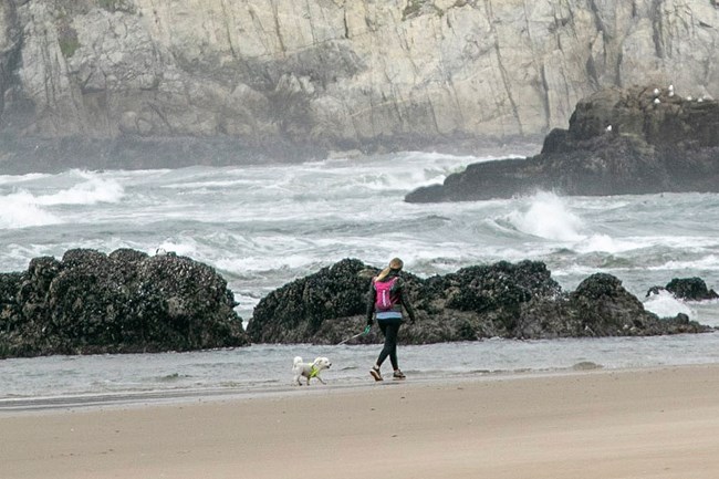 A woman walks with her leashed white dog along a sandy beach. Steep cliffs rise in the background.