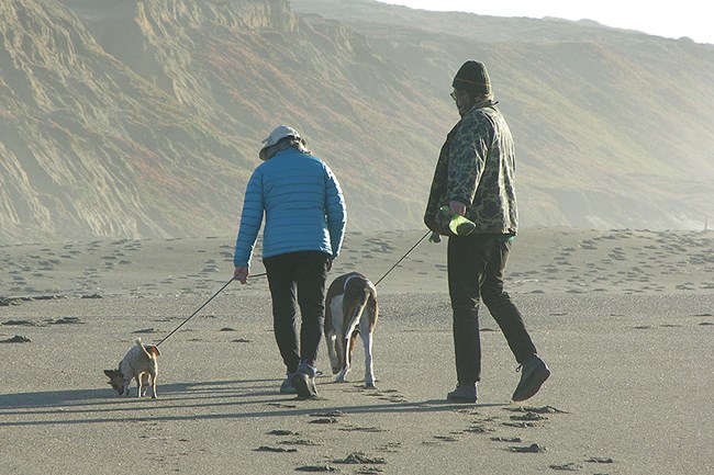 A couple walking two leashed dogs on a beach.