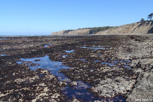 Several people in multiple groups explore an extensive rocky tide pool area.