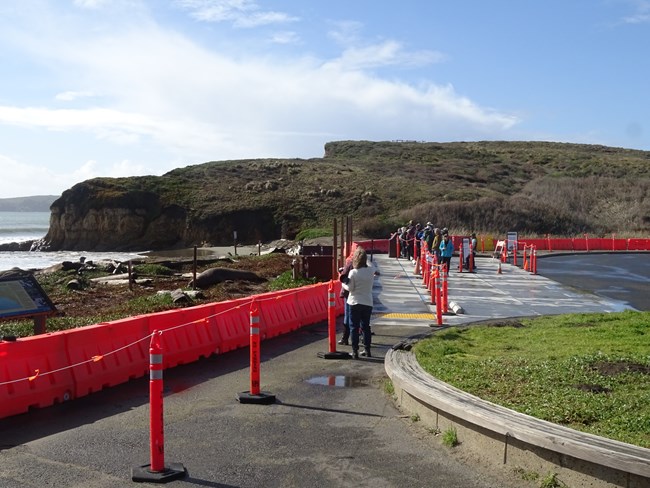 From the edge of a parking lot lined with orange barriers, visitors look at elephant seals on a beach.